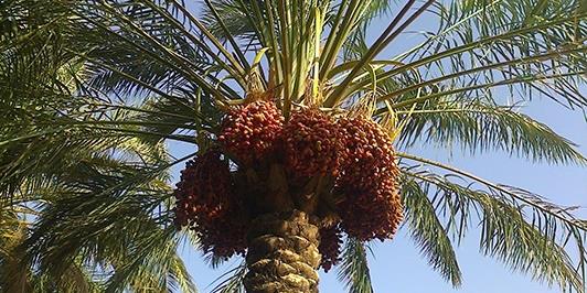 نخلستان